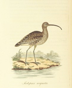 curlew